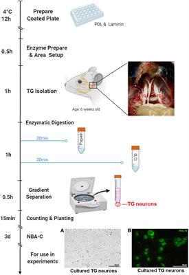 Nectin-1 and Non-muscle Myosin Heavy Chain-IIB: Major Mediators of Herpes Simplex Virus-1 Entry Into Corneal Nerves